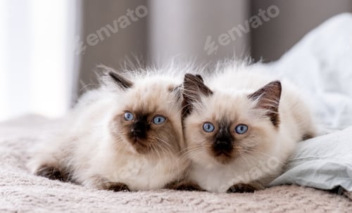 Preview: Kittend Ragdoll sleeping in the bed