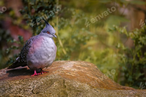 Preview: Crested pigeon on rock in natural setting