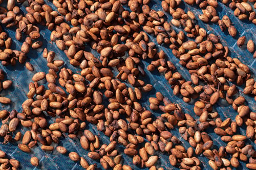 Preview: Organic cocoa beans sun drying on a farm