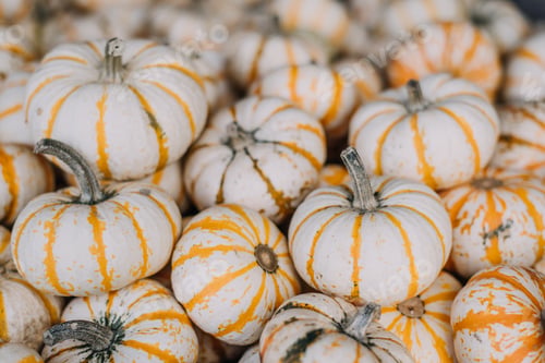 Preview: Mini orange and white pumpkins