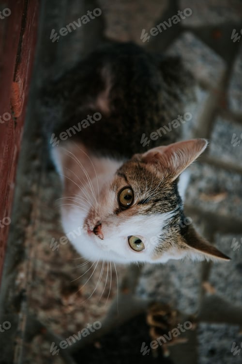 Preview: Shallow focus of a cat looking upwards on a blurred background