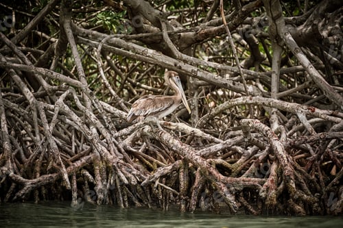 Preview: Brown pelican sitting on tree branch