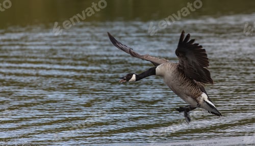 Preview: Angry Canada goose honking and flapping its over a calm lake on a sunny day