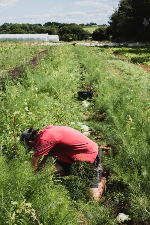 Preview: Farmer kneeling in a field, harvesting fennel.