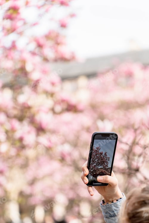 Preview: Person taking a photo of blooming magnolia flowers with a smartphone