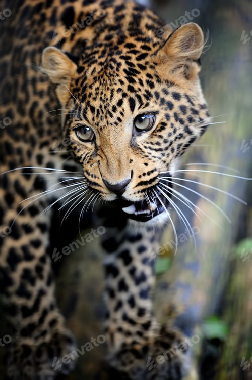 Preview: Close angry leopard portrait