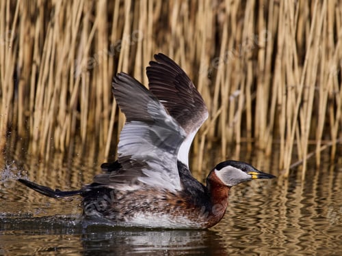 Preview: Red-necked grebe (Podiceps grisegena)