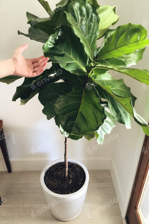 Preview: Fiddle Leaf Fig