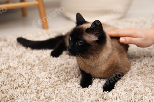 Preview: Woman stroking adorable Thai cat at home, closeup