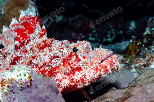 Preview: Red Sea Walking Scorpionfish Lounges Peacefully on the Reef Rocks
