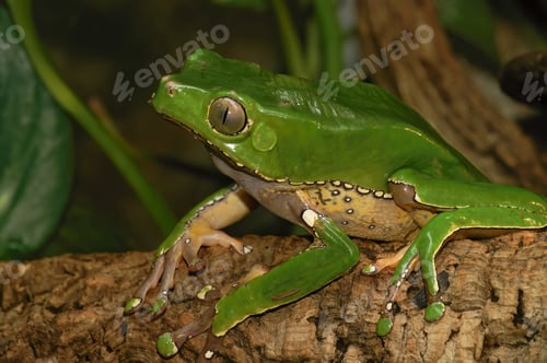 Preview: Closeup on a green colored Waxy monkey tree frog, Phylomedusa bicolor