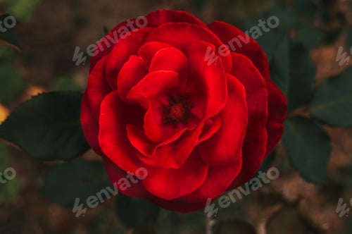 Preview: flower red