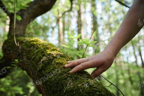 Preview: Unrecognizable Man Touching Moss On Tree