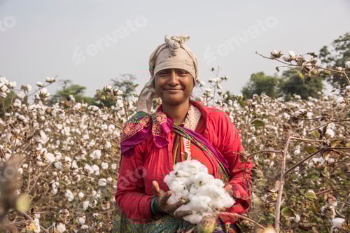 Preview: Indian woman harvesting cotton in a cotton field.
