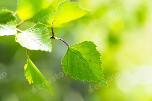 Preview: Bright green leaves shine under soft sunlight in a lush, vibrant outdoor setting
