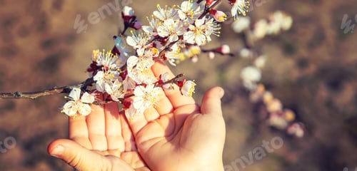 Child Hands Gently Hold Branch of Blossoms