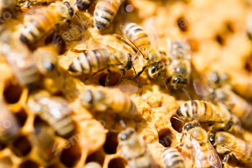 Preview: Beekeeping