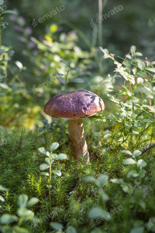 Preview: A forest edible brown boletus mushroom growing in a natural background. Karelia