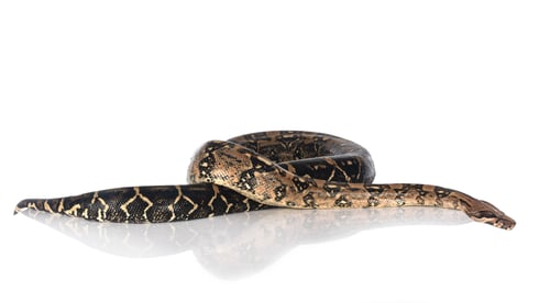 Preview: Boa imperator in studio
