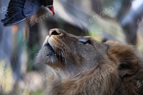 Preview: a bird that is perched on the back of a lion