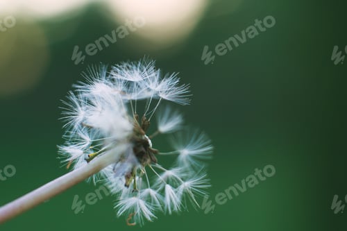 Preview: Dandelion parachutes close-up on green background