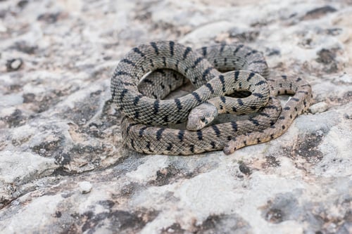 Preview: Algerian Whip Snake (Hemorrhois algirus) found in Malta, locally called Serp Ahdar