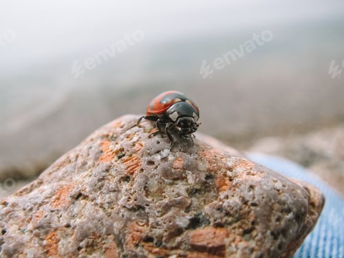 Preview: Ladybug on a sea stone on a foggy morning, close-up.