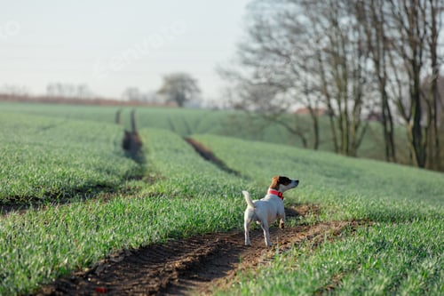 Preview: Jack Russell Terrier dog in green wheat field in a morning