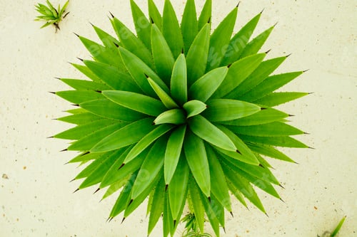 Preview: green abstract nature background