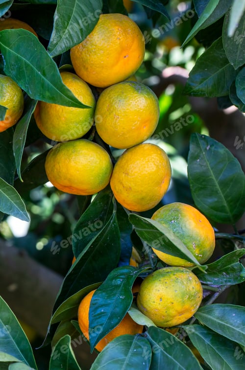 Preview: Ripe mandarin oranges on trees. oranges branch with green leaves on tree, Tangerine sunny garden