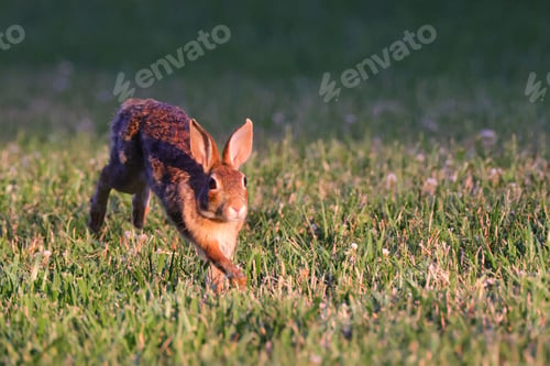 Preview: Close-up of a rabbit hopping through a grassy field in the evening light