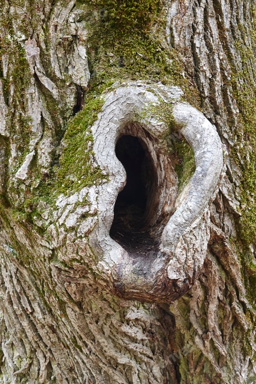 Preview: Ear form silhoutte on a tree trunk. Curious hole on nature