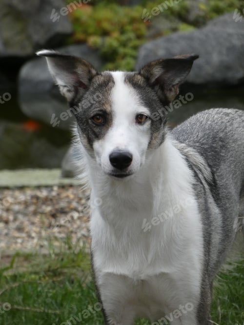 Preview: Closeup of a black and white collie dog standing in the garden