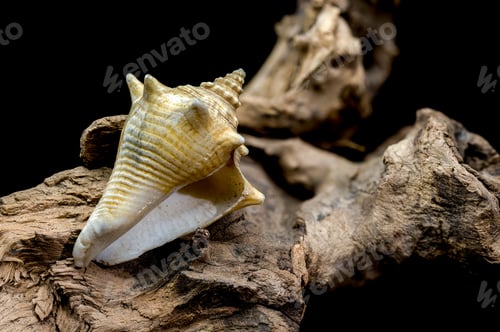 Preview: Strombus pugilis Shell on Driftwood with Black Background