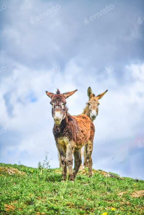 Preview: Pair of donkeys in a meadow