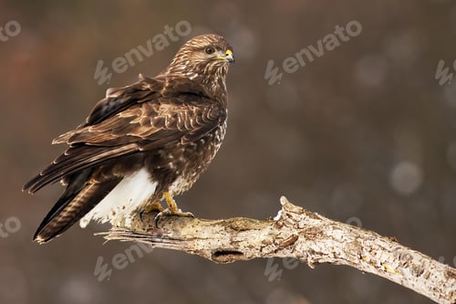 Preview: Common buzzard perched on the tree branch having a guard