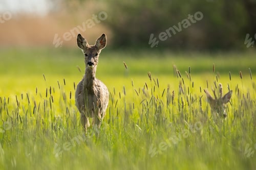 Preview: Roe deer female approaching on meadow in spring sunlight