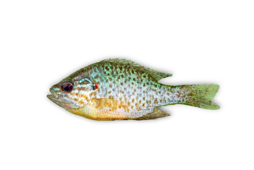 Preview: sunfish
