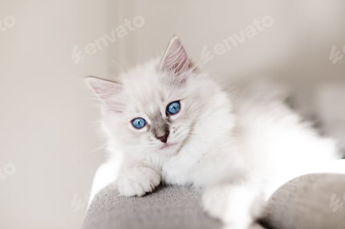 Preview: White ragdoll puppy on the sofa