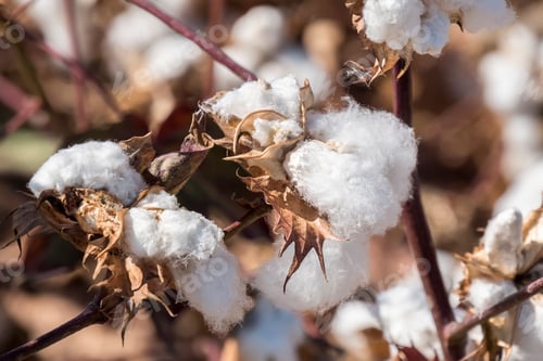 Preview: Closeup of cotton growing in a field under the sunlight