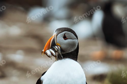 Preview: Puffin bird with fish