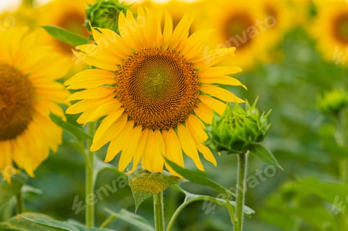 Vorschau: Eine große blühende gelbe Sonnenblume auf einem Feld neben einer geschlossenen Knospe