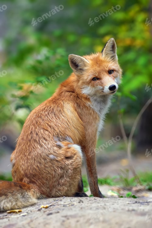 Preview: Portrait of a red fox (Vulpes vulpes)