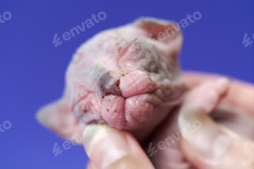 Preview: Kitten female cat of Canadian Sphynx Cat of blue, white two weeks old is sleeping on hands of woman