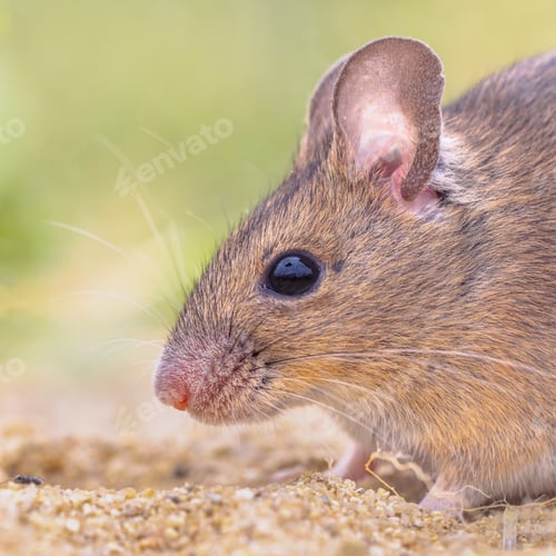 Preview: Close Up of a Brown Mouse on Dirt