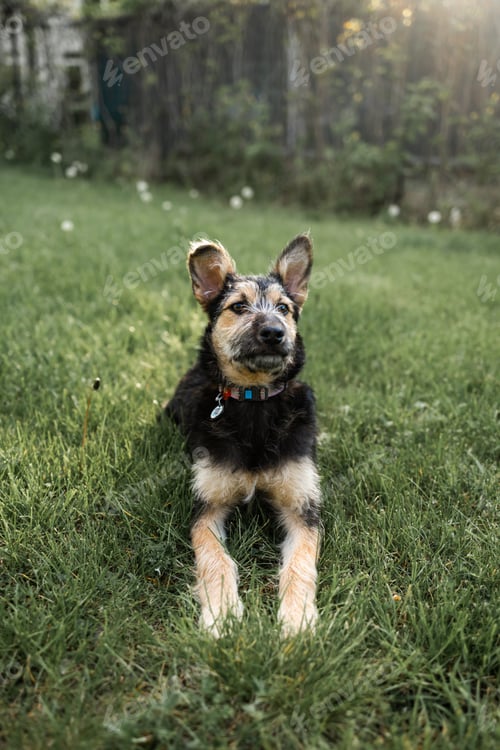 Preview: A dog rests in the lush green grass, enjoying his peaceful surroundings.