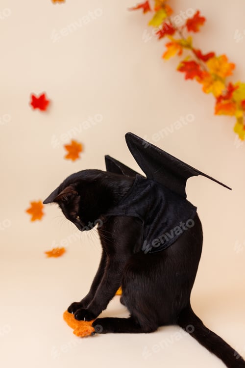 Preview: Pretty black cat with orange pumpkins on an orange background
