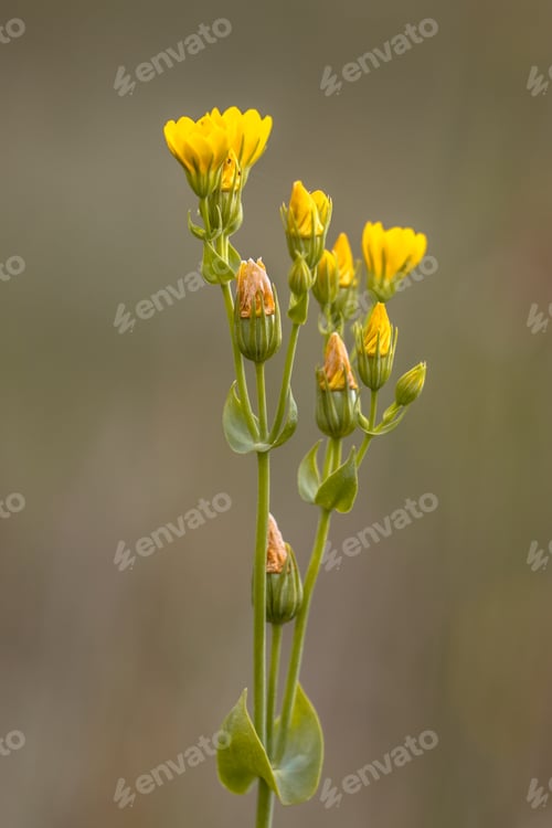 Preview: Yellow wort flowers blurred background