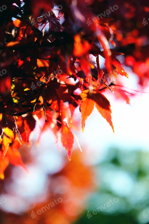 Preview: Autumn Leaves - Kyoto
