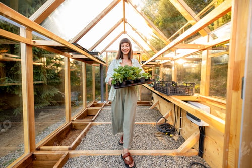 Preview: Harvesting Fresh Greens in the Greenhouse